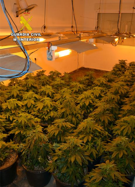 La Guardia Civil desmantela en Blanca y Abarán un grupo delictivo que cultivaba marihuana