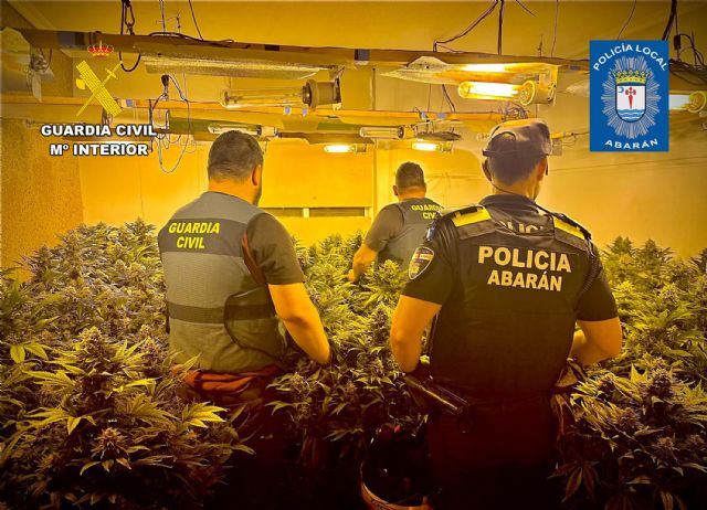 Desmantelan en Abarán un invernadero destinado al cultivo intensivo y continuo de marihuana