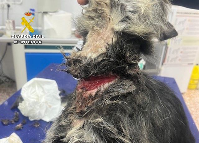 La Guardia Civil detiene a un vecino de Abarán por abandono y maltrato animal