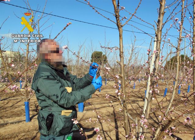 La Guardia Civil investiga a un agricultor por la multiplicación de material vegetal protegido sin autorización
